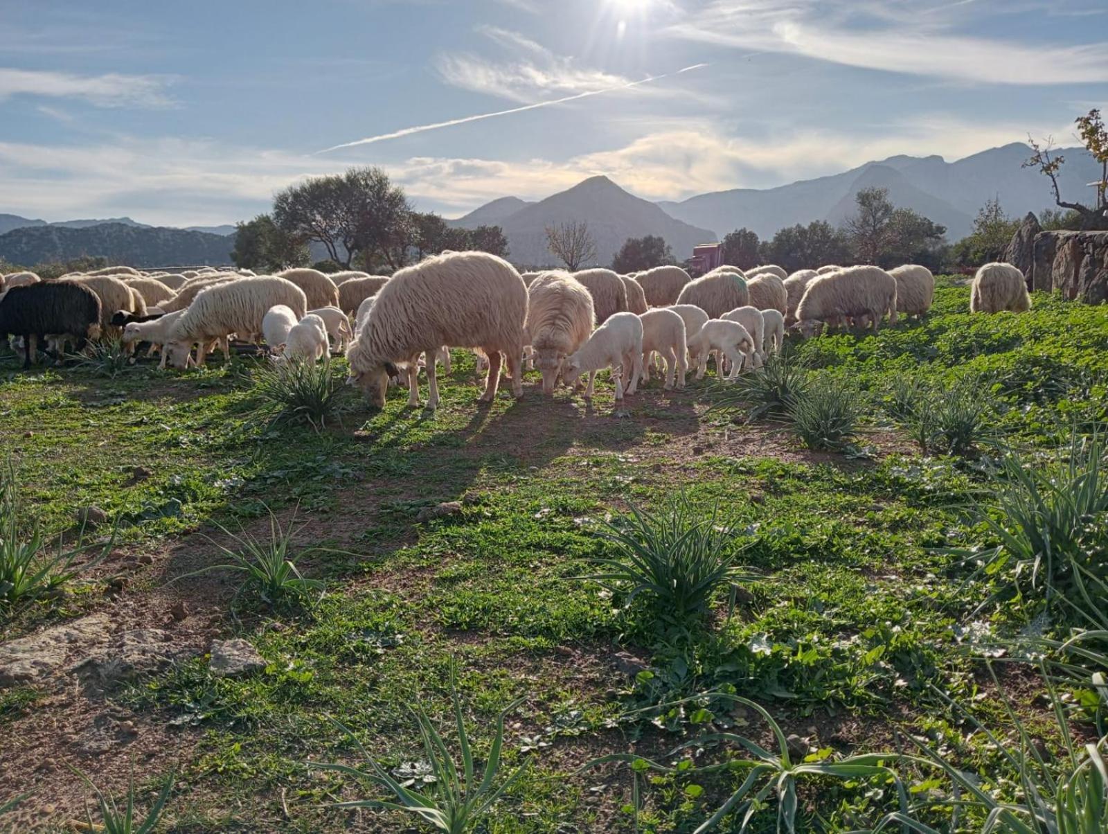 Agriturismo Sa Murta Dorgali Bagian luar foto