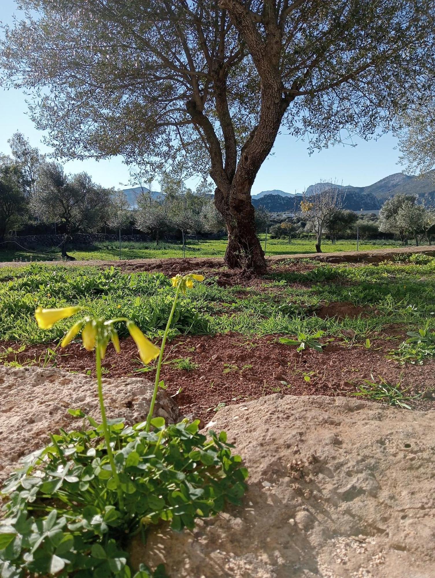 Agriturismo Sa Murta Dorgali Bagian luar foto